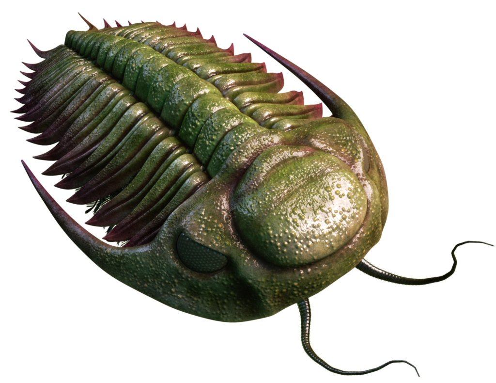 Trilobite Hydrocephalus
